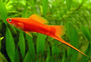 05-1.Swordtail Fish